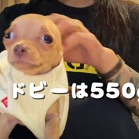 ドビーにそっくり♡