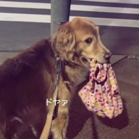 荷物を咥えてふり返る犬