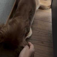 手を近づけると怒るダックス