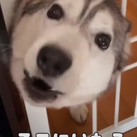 「早く来て！」