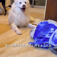 床に座って笑顔を浮かべる犬