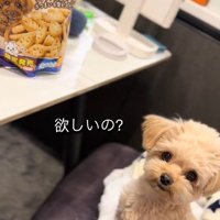 くまちゃんに「おやつほしいの？」と聞いたら5