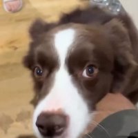 ボーダーコリーのテールちゃん