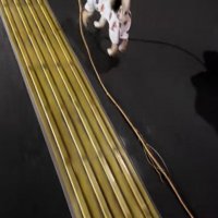 枝は1.5～2mくらいありそう？