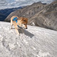 積もった雪の上を走る2頭の犬
