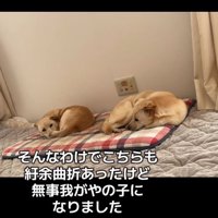 寛ぐきなこちゃんともなかちゃん