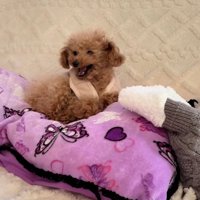 怒るくぅちゃん