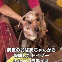 体を洗ってもらう犬