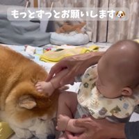 眠くなってきた柴雄くん
