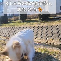 たねちゃんのくしゃみ6
