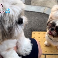 8匹に囲まれてビビりまくり！