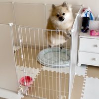 サークルを飛び超えそうな小型犬