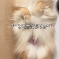 ドライヤーのときも二本足