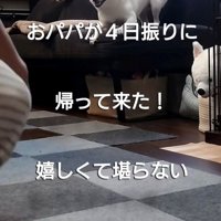 ソファの上に立つ犬