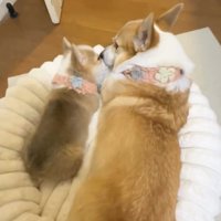 顔を寄せ合う2匹