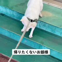 階段を引きずられる銀くん