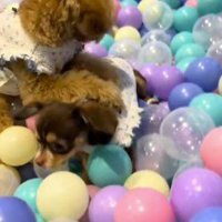 周囲を見渡す妹犬