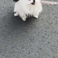 お散歩