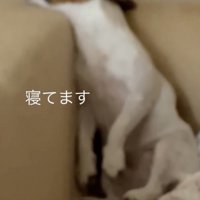 背もたれの角にいた！