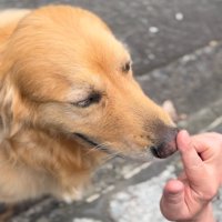 大型犬の鼻に優しく触れる和尚さん