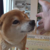 飼い主を心配して近づく柴犬