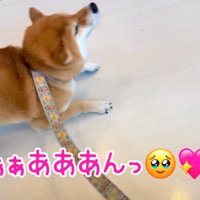 後ずさりする柴犬2