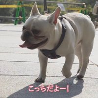 ご機嫌でお散歩する坊くん♪
