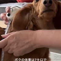 7キロ超えのエールくん