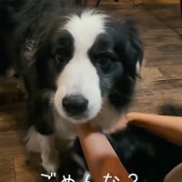 唸りながら男性を見つめる犬