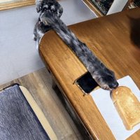 鼻