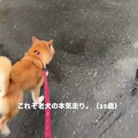 自分の足で全力ダッシュ