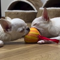 寝てしまった2匹3