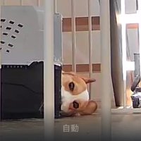 コーギー