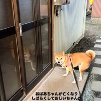 玄関の前でこちらを振り返る犬