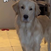 困惑する麹くん2