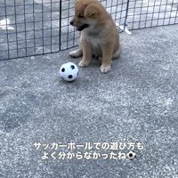 転がるボールに興味がない柴犬のパピー