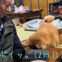 皿を落とす犬2