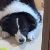 室内で伏せるボーダーコリー