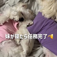 妹に添い寝するお兄ちゃん犬