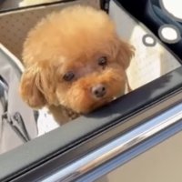 車に乗る犬