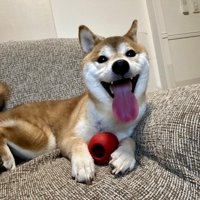 いそべ君の日常2