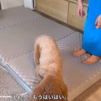 来客用のベッドが気に入ったレオくん8