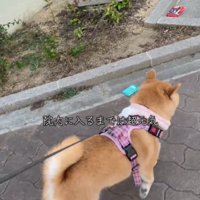 歩く犬