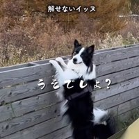 驚く中型犬