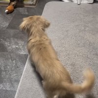 おもちゃを咥える犬を見つめる犬