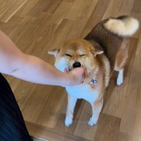 お友達が遊びに来た時のはちちゃん⑩