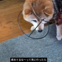 頭に台がはまったまま立つ犬
