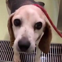 赤いリードを着けられた犬