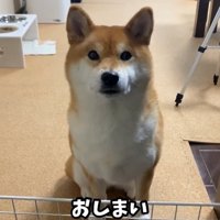 カメラ目線の犬2