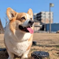 キリッ